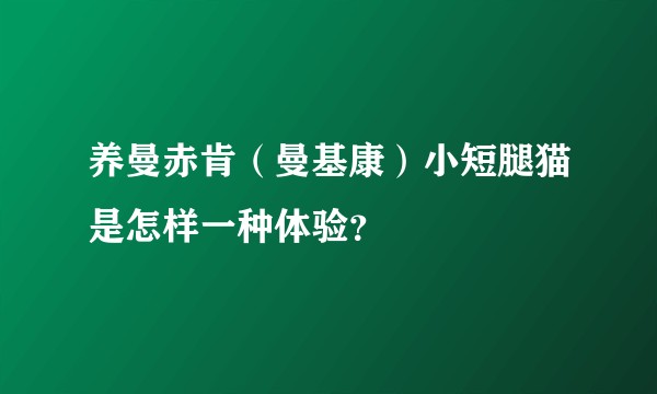 养曼赤肯（曼基康）小短腿猫是怎样一种体验？