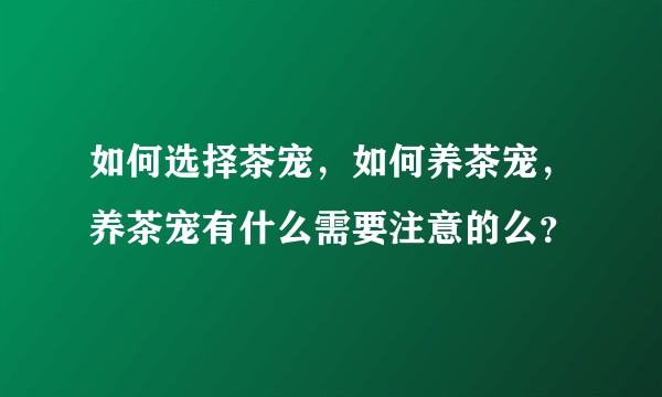 如何选择茶宠,如何养茶宠,养茶宠有什么需要注意的么?