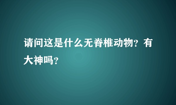 请问这是什么无脊椎动物？有大神吗？