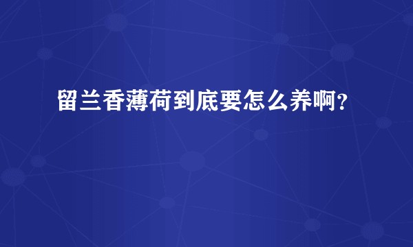 留兰香薄荷到底要怎么养啊？