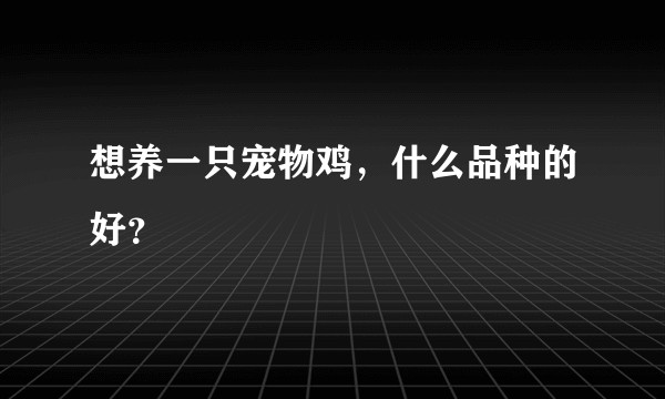想养一只宠物鸡，什么品种的好？