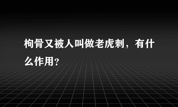 枸骨又被人叫做老虎刺，有什么作用？