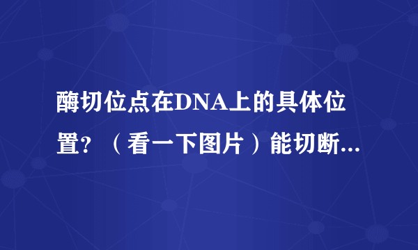 酶切位点在DNA上的具体位置？（看一下图片）能切断磷酸二酯键的酶除了限制酶还有什么？