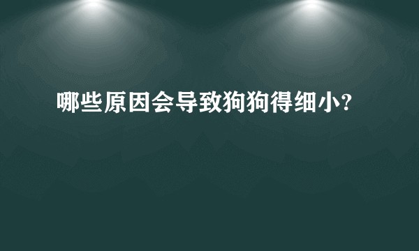 哪些原因会导致狗狗得细小?